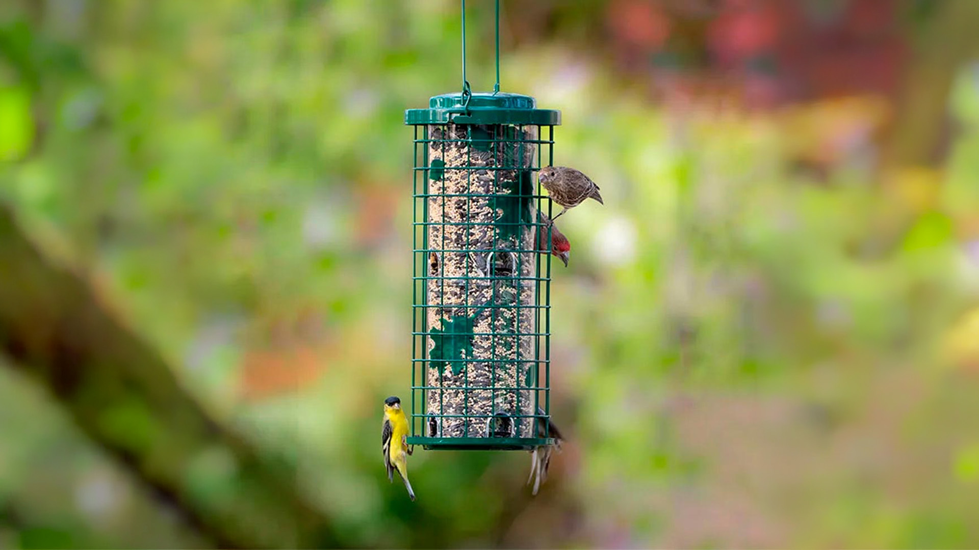 Mangeoires pour oiseaux