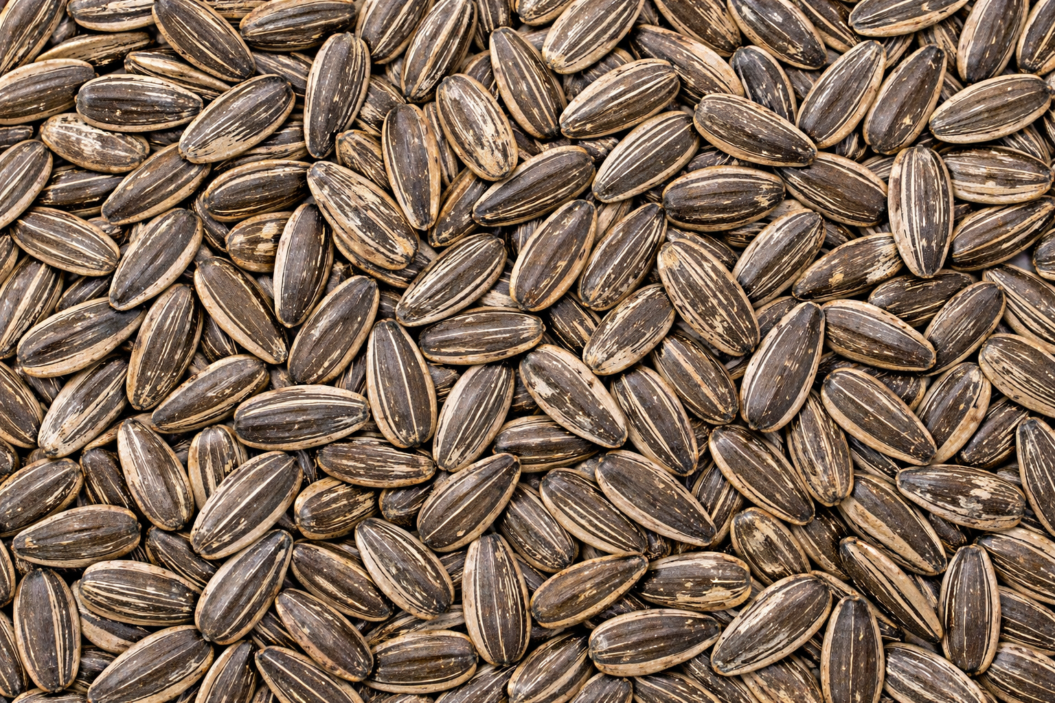 Graines de tournesols pour oiseaux