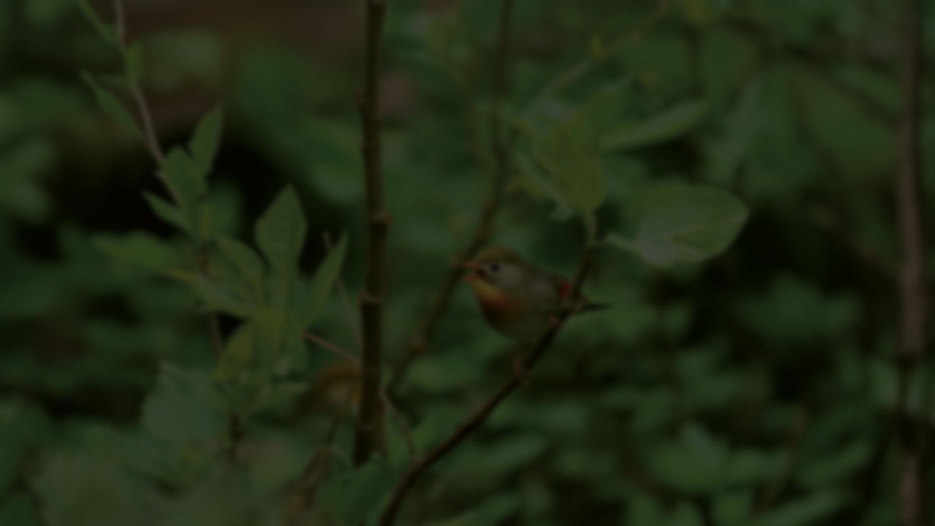 Oiseaux