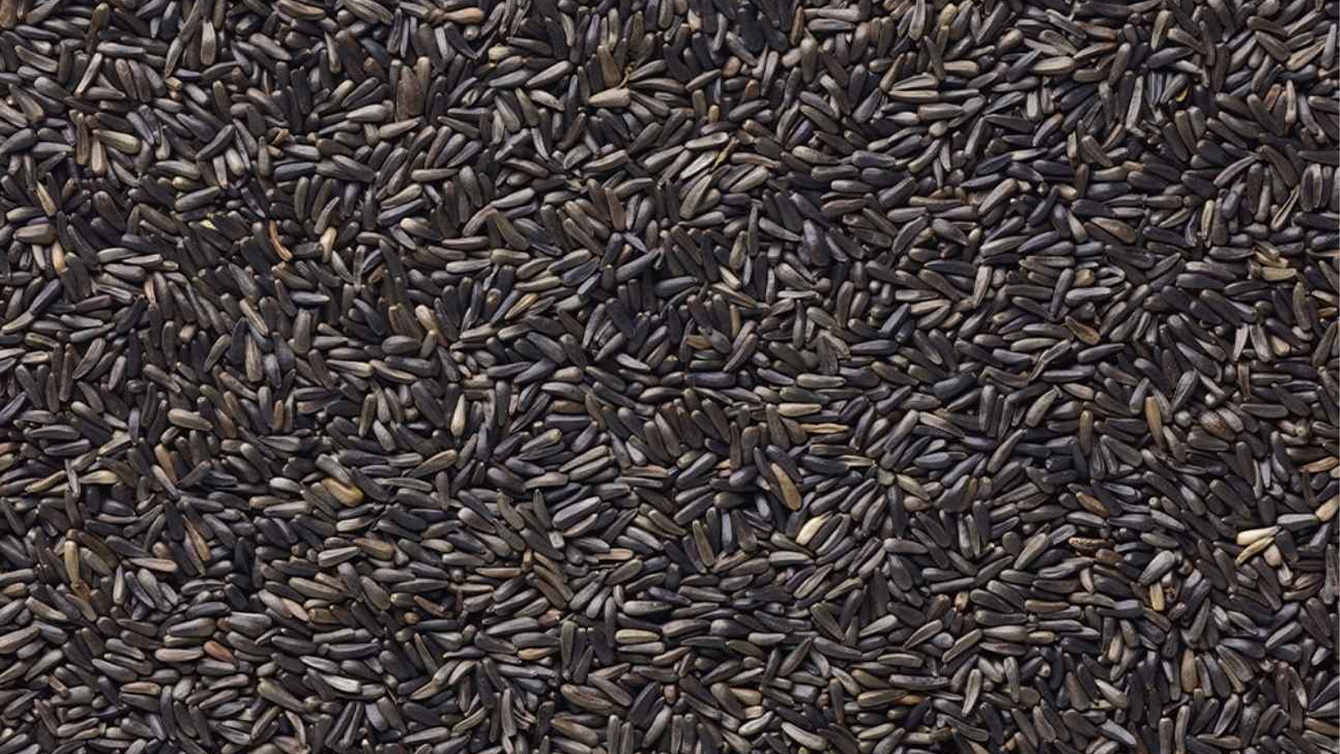 Graines de chardon pour oiseaux