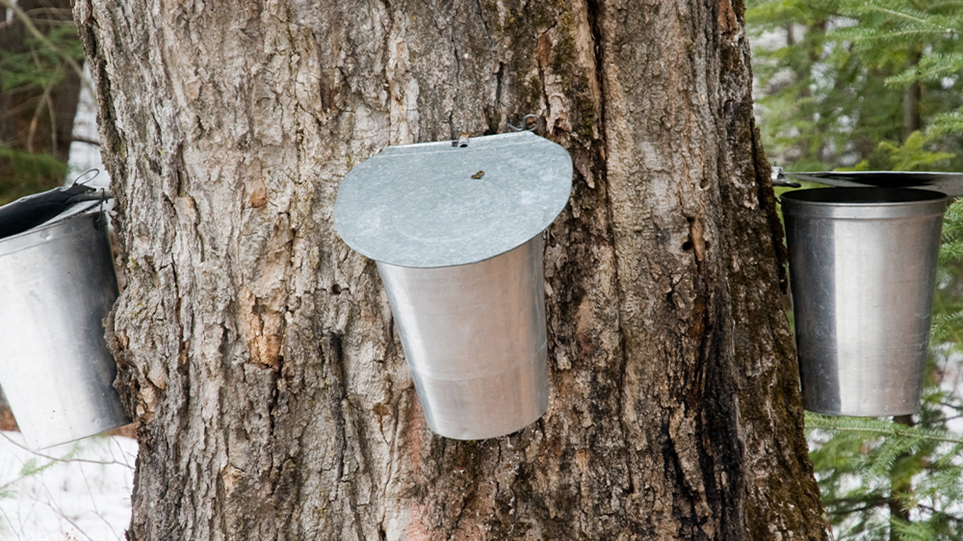 Produits d’érablières